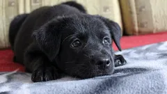 Was denkt und fühlt ein Hund, wenn du ihn allein zu Hause lässt?