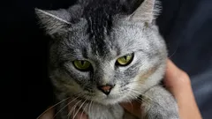 Spannende Fakten darüber, warum Katzen keine anderen Katzen in ihrem Revier dulden